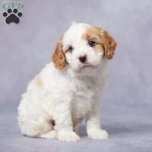 Ike, Cavapoo Puppy